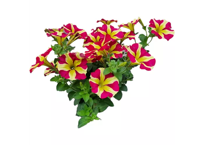 Petunia 'Amore™ Queen of Hearts' Petunia 'Amore™ Queen of Hearts'