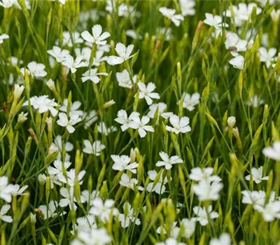 Dianthus deltoides 'Alba'