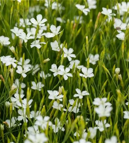 Dianthus deltoides 'Alba'