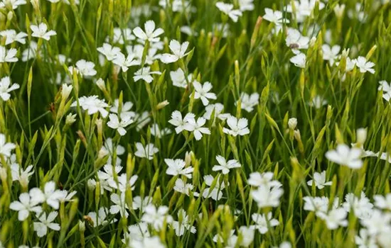 Dianthus deltoides 'Alba'