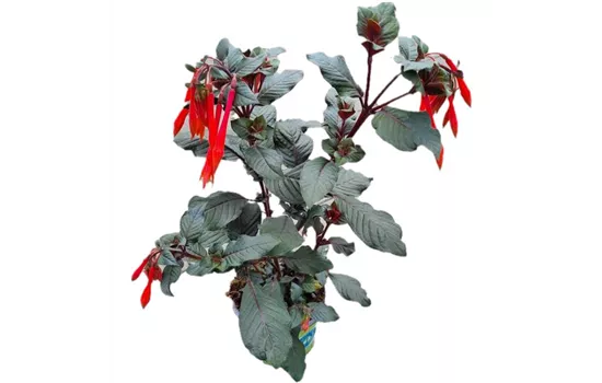 Fuchsia triphylla Fuchsia triphylla