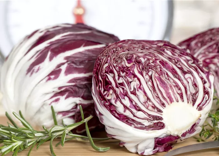 Herbstsalate: Frische aus dem eigenen Garten