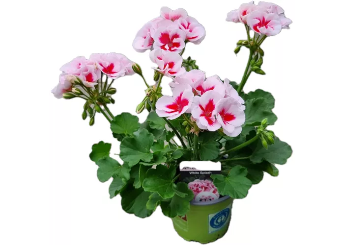 Pelargonium zonale 'Americana White Splash' Pelargonium zonale 'Americana White Splash'