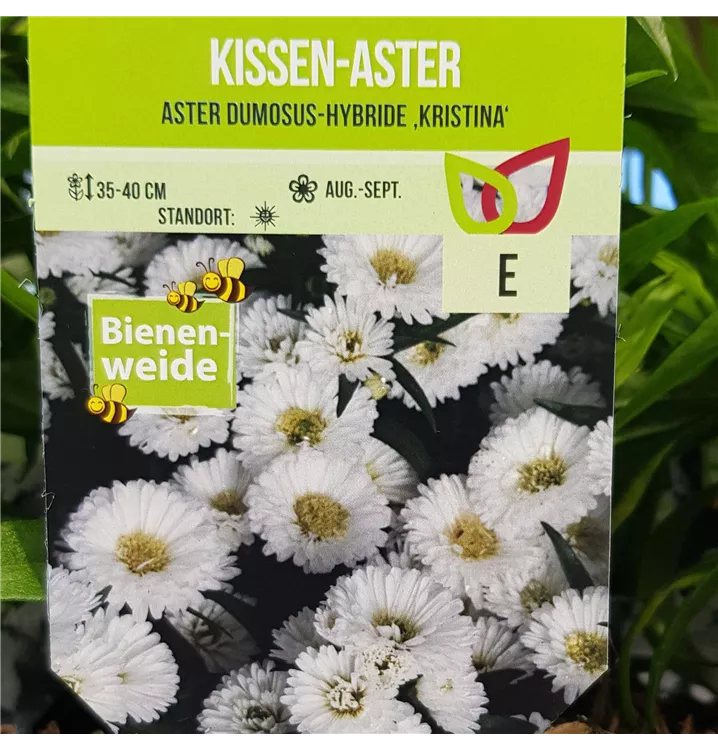 Garten-Kissen-Aster 'Kristina'