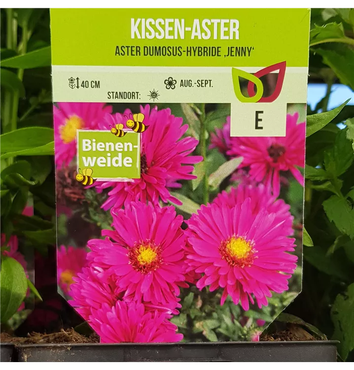 Garten-Kissen-Aster 'Jenny'