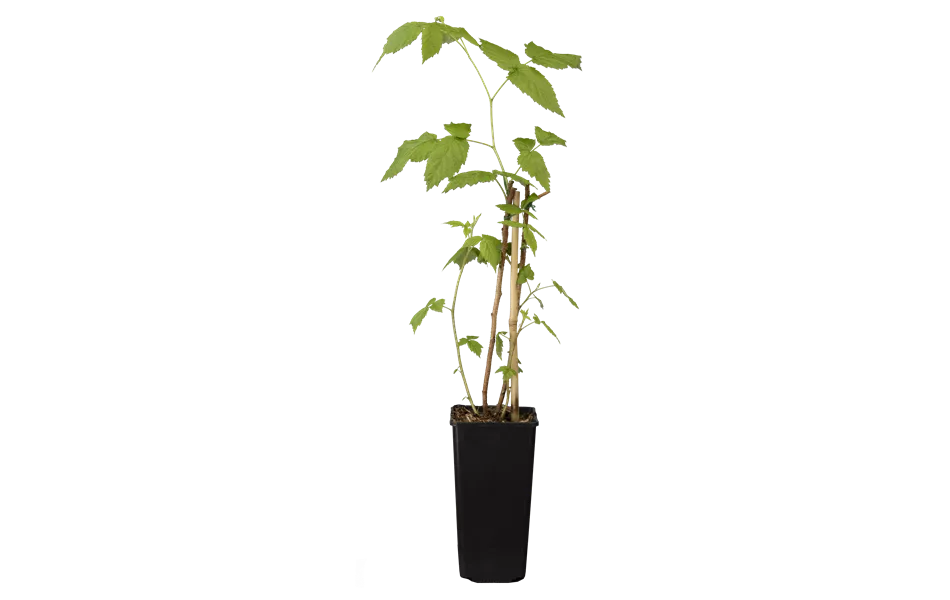 Rubus idaeus 'Aroma-Queen'(s) Rubus idaeus 'Aroma-Queen'(s)