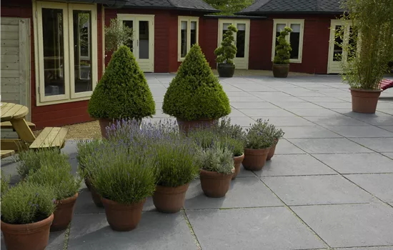 Wie Pflanzen überwintern und im Frühjahr wieder neu erwachen Wie Pflanzen überwintern und im Frühjahr wieder neu erwachen