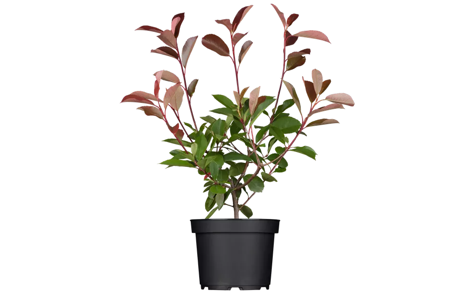Photinia fraseri 'Red Robin' Photinia fraseri 'Red Robin'