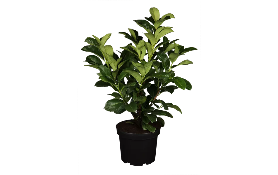 Prunus laurocerasus 'Etna'® Prunus laurocerasus 'Etna'®
