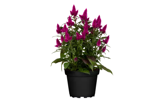 Celosia argentea 'Deep Purple'