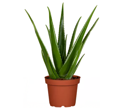 Aloe vera