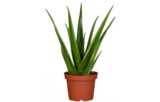 Aloe vera