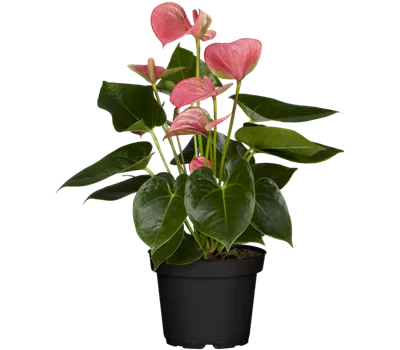 Anthurium x andreanum, rosa