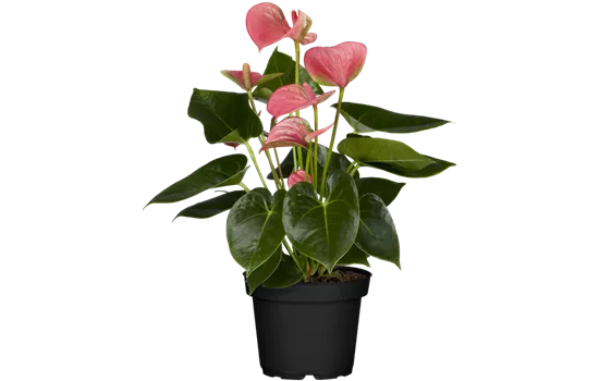 Anthurium x andreanum, rosa