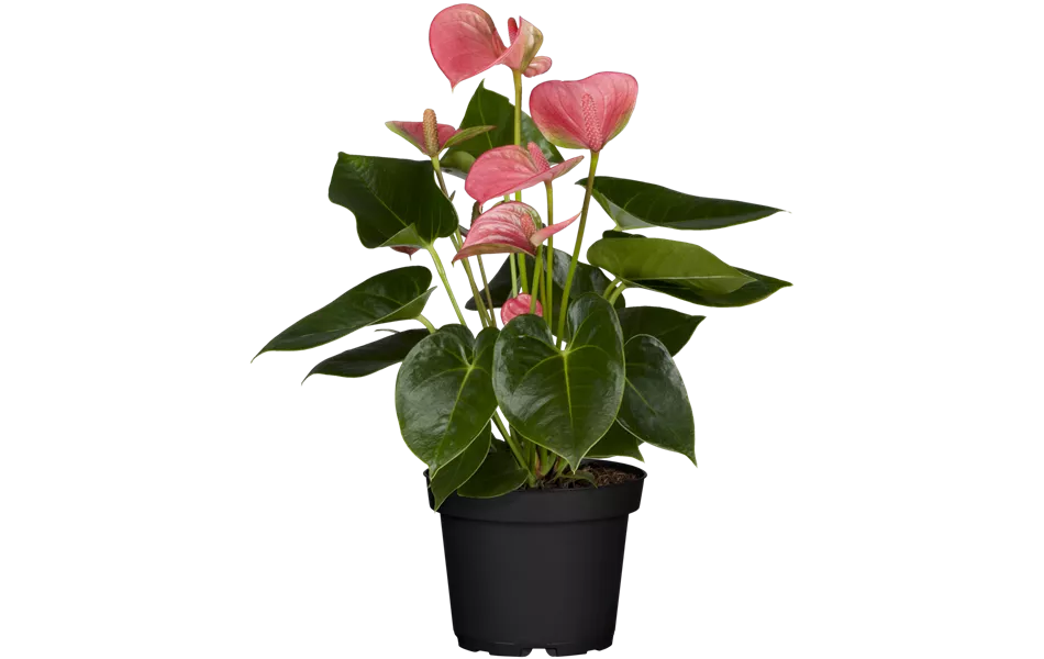 Anthurium x andreanum, rosa