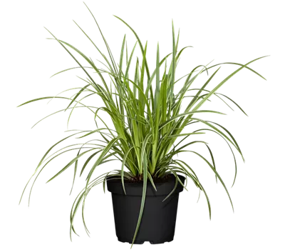 Carex morrowii ssp. foliosissima 'Icedance'