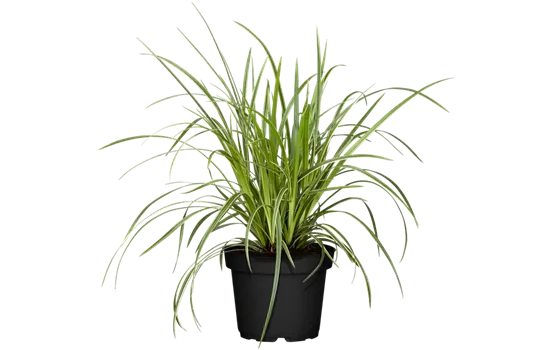 Carex morrowii ssp. foliosissima 'Icedance'