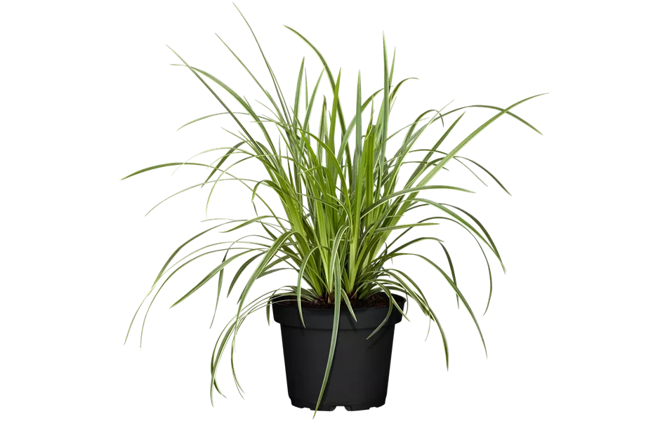 Carex morrowii ssp. foliosissima 'Icedance'