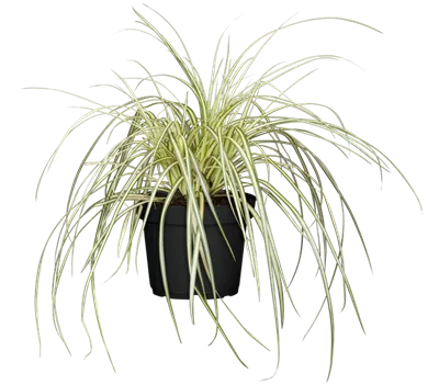 Carex oshimensis 'Evergold'