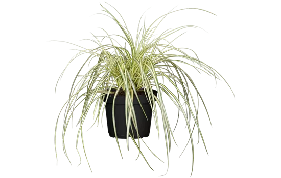 Carex oshimensis 'Evergold'