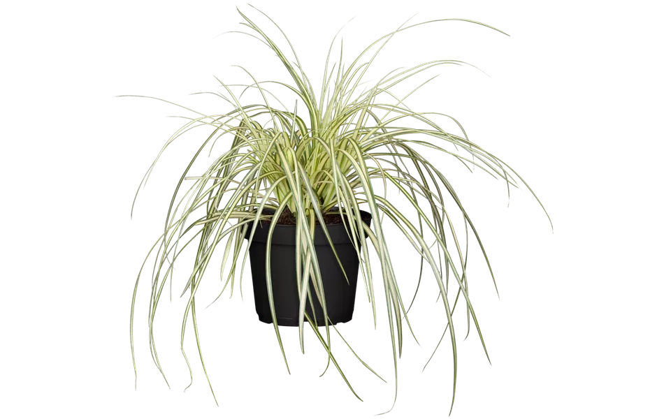 Carex oshimensis 'Evergold'