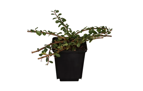 Cotoneaster dammeri 'Frieders Evergreen'