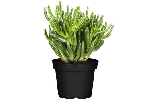 Crassula ovata 'Horn Tree'