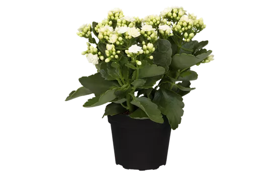 Kalanchoe blossfeldiana, weiß