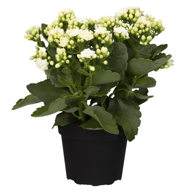 Kalanchoe, weiß