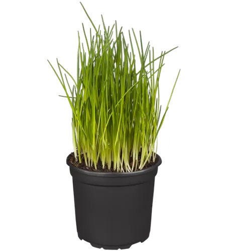 Allium schoenoprasum Allium schoenoprasum
