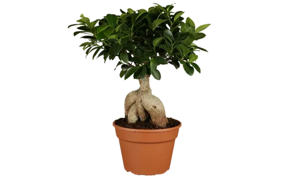 Ficus microcarpa 'Ginseng'