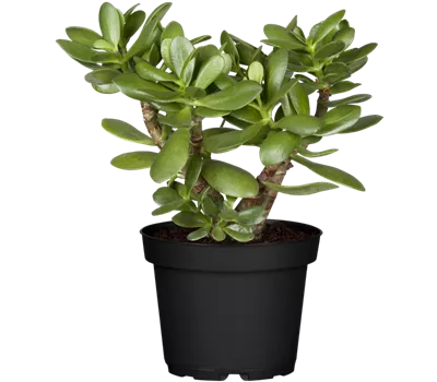 Crassula ovata