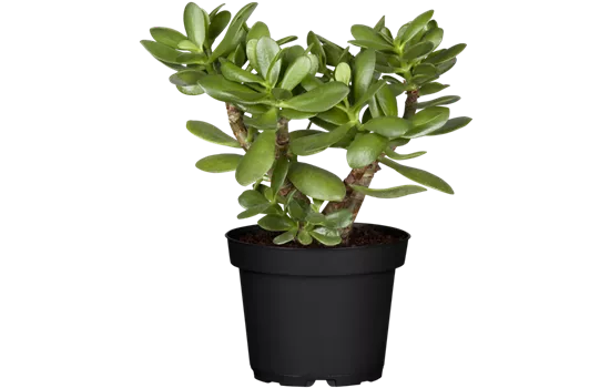 Crassula ovata