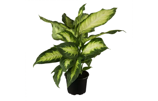 Dieffenbachia maculata 'Camilla'