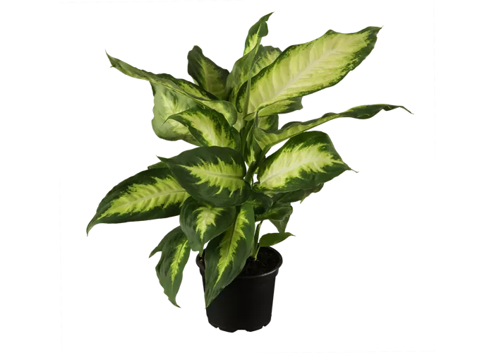 Dieffenbachia maculata 'Camilla'