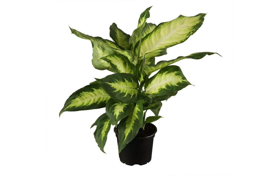 Dieffenbachia maculata 'Camilla'