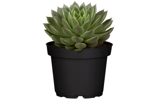 Echeveria agavoides