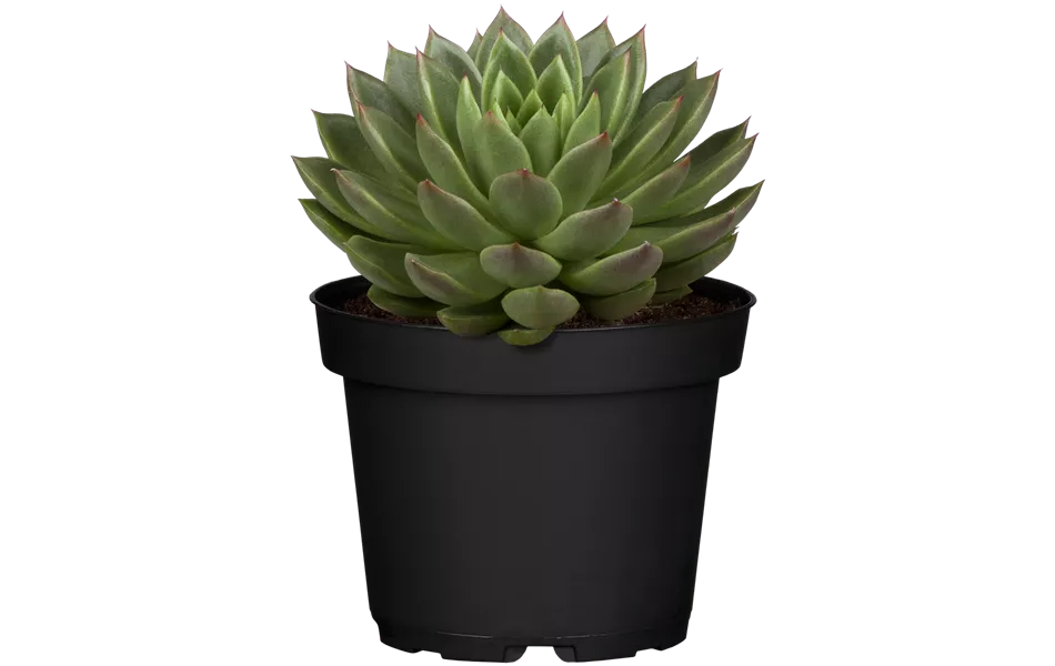 Echeveria agavoides