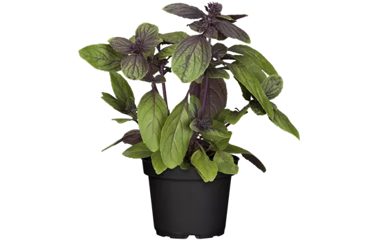 Ocimum basilicum 'Magic Blue'