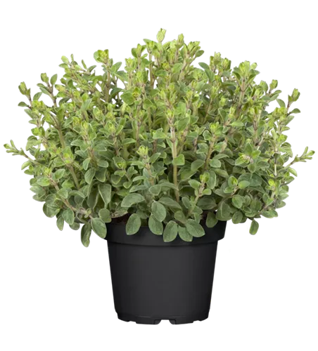 Origanum vulgare