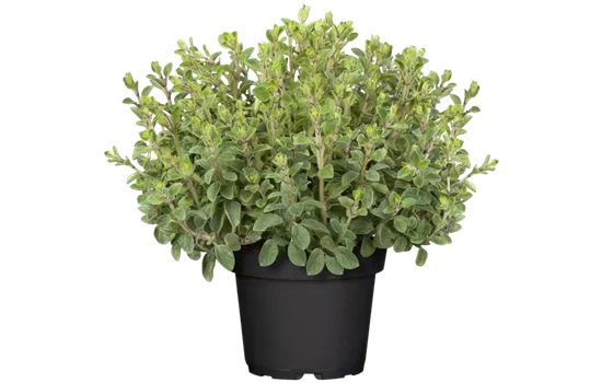 Origanum vulgare