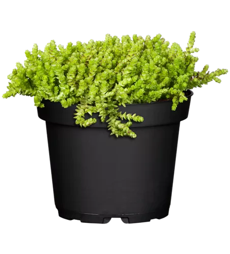 Sedum acre