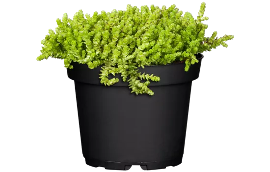 Sedum acre