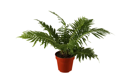 Blechnum gibbum 'Silver Lady'