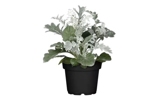 Senecio cineraria