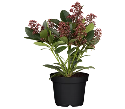 Skimmia japonica 'Rubella'