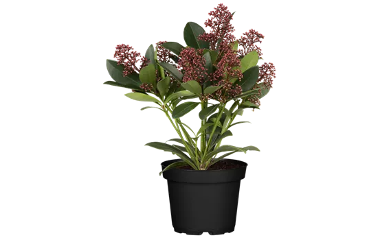 Skimmia japonica 'Rubella'