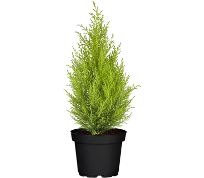 Cupressus macrocarpa 'Goldcrest', Pyramide