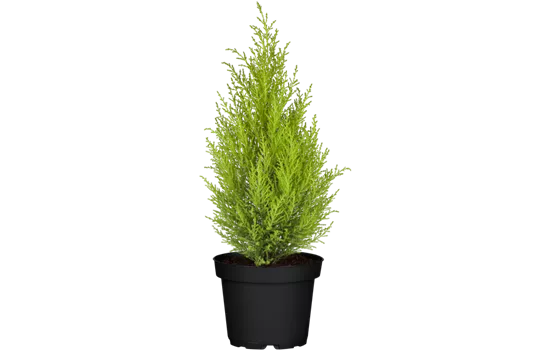 Cupressus macrocarpa 'Goldcrest', Pyramide