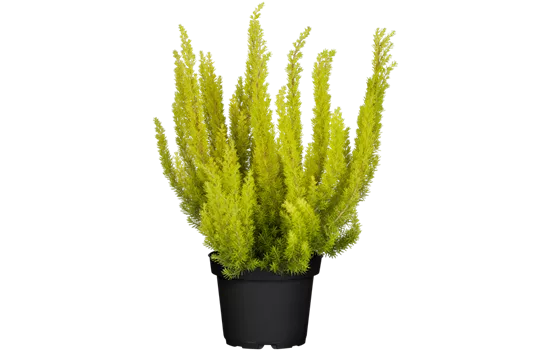 Erica arborea